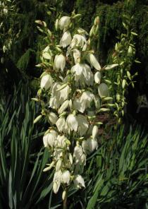 Yucca glauca - Inflorescence - Click to enlarge!